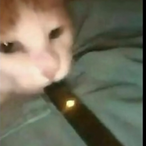 HeLoveHerm's Avatar'