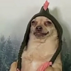 ZeArtillerieDog's Avatar'