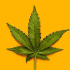 PlantTrees420's Avatar'