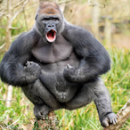 BulletHole68's Avatar'