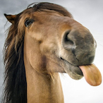 Monta.horse's Avatar'