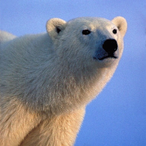 Waddle_Ice's Avatar'
