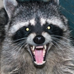 Toxic.Raccoon's Avatar'