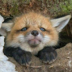 Furry exe's Avatar'