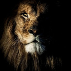 Kingofthewars9's Avatar'