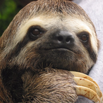 moosebreath-man's Avatar