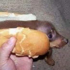 HotDogCurse's Avatar'