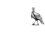 Turkeyy_'s Avatar'