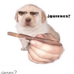 AromaticSac's Avatar'