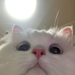 Waschy's Avatar'