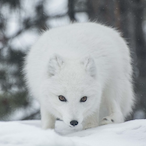 foxe_'s Avatar'