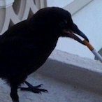 ilovesmokes's Avatar'