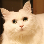 Use_droneplz's Avatar'