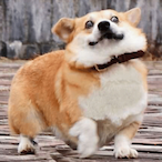 HotDiggityDawgz's Avatar'