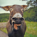 BaldDonkey.'s Avatar'