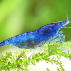 PhasenGarnele's Avatar'