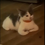Bruh_Cat.'s Avatar'