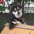 Beanscheese0's Avatar'