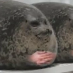 finnbarr300's Avatar'