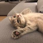 gg SabNgaa's Avatar'