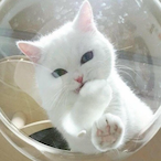 Die_Polarbear's Avatar'