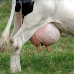 Elchiches99's Avatar'