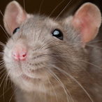 IlIlIllllIlIIlI's Avatar'