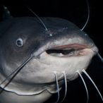 Catfish.png's Avatar'