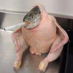lobster_-_'s Avatar'