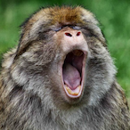 CrypticChimp's Avatar'