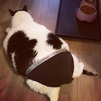 Lord_Chonkers's Avatar'