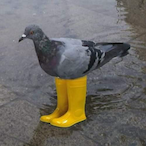 Im.Pigeon's Avatar'