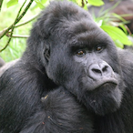 TheSavageOne_480's Avatar'