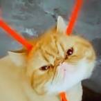 LogicWardo's Avatar'