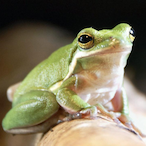 Saugfrosch_'s Avatar'