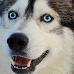 xploitissalty's Avatar'