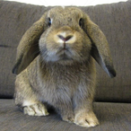 itchybunny999's Avatar'