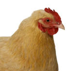 SomeCornbread's Avatar'