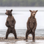 TwoAddictBears's Avatar'