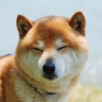 Shibainu0416's Avatar'