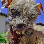 Pom.pote's Avatar'