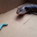 larrylizard34's Avatar'