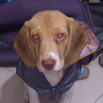 EvilHorifyy's Avatar'