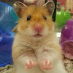 Hamsterman0979's Avatar'