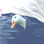 SukkMyDuck's Avatar'