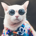 BIELU32.MIAU's Avatar'