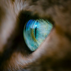 Accusive's Avatar'