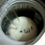 Sushi_Reversed's Avatar'