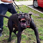 HecticShootah's Avatar'