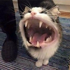 StinkyPotato888's Avatar'